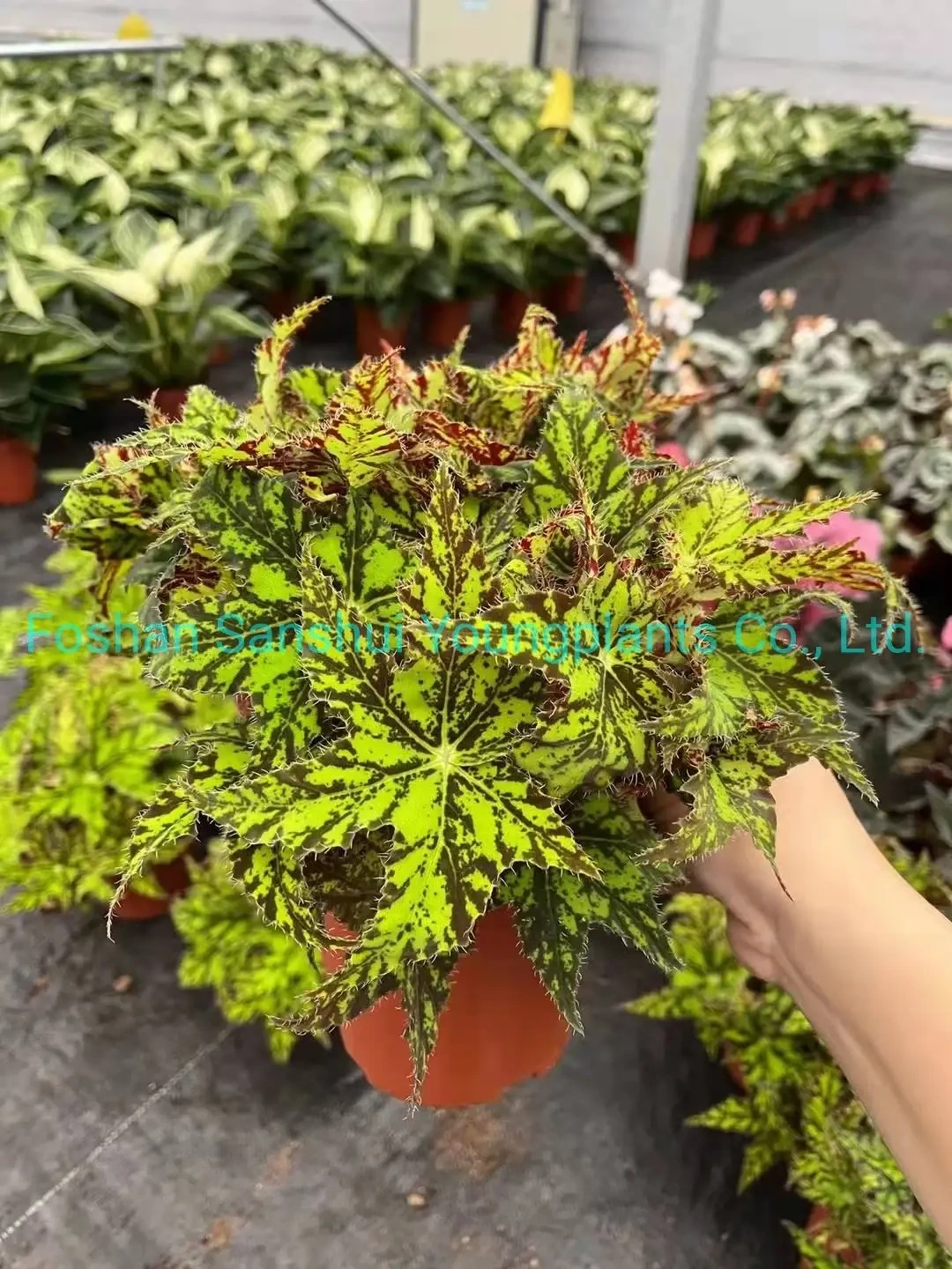 Foshan Youngplants - Begonia Geomitry Special Foliage and Flower Plant Wholesale and Import From China Begoniaceae 1
