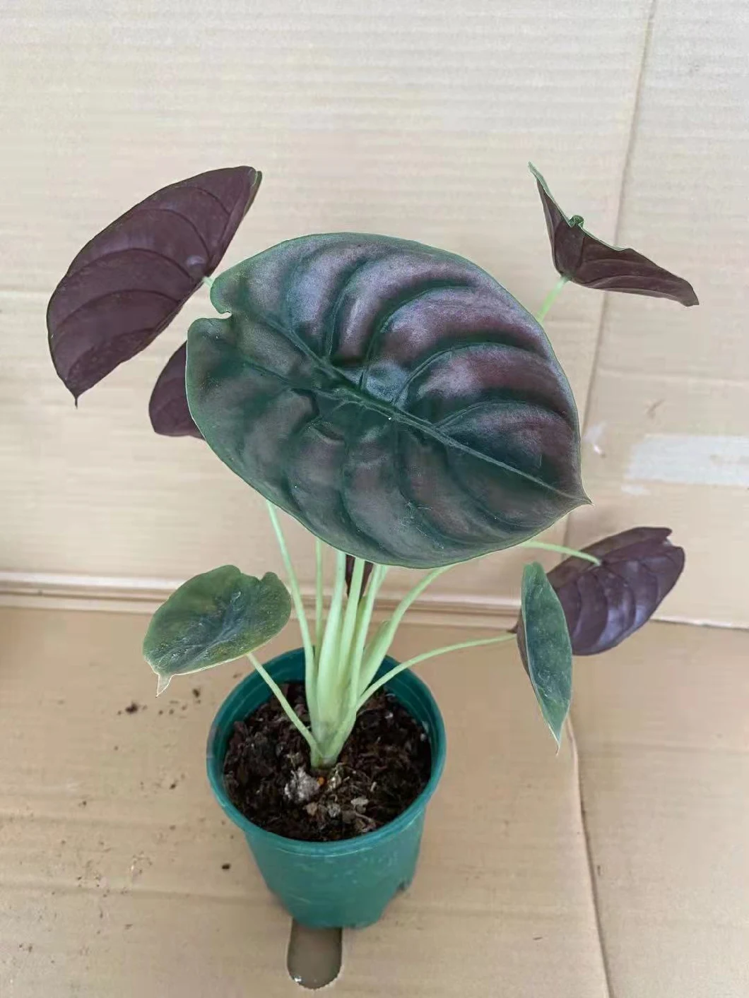 Alocasia Cuprea Rare Natural Live Plantlets Plants Wholesale Import Export