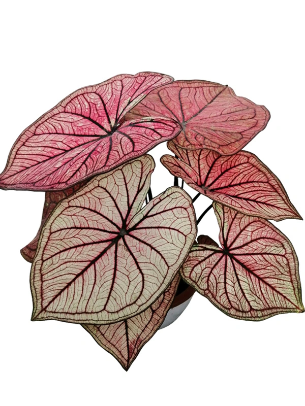 what is chinese evergreen silver bay care | Youngplants