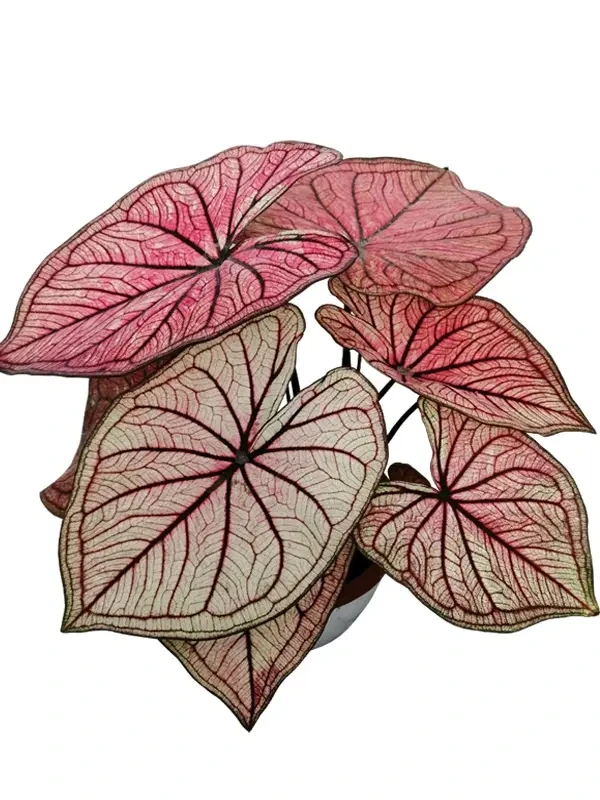 Foshan Youngplants - Caladium Tray Tissue Culture Invitro Seedlings Caladium 1