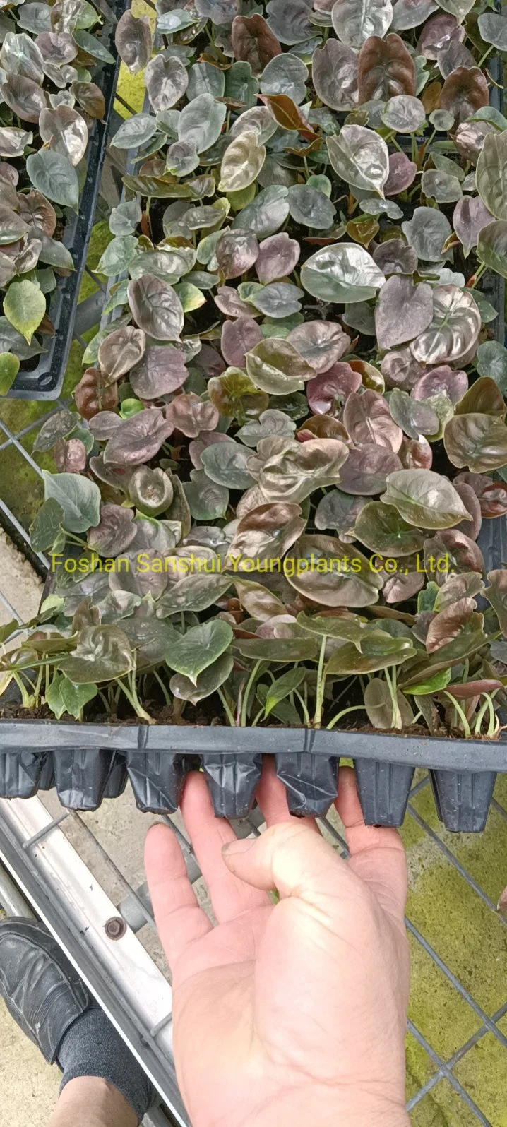 Alocasia Cuprea Rare Natural Live Plantlets Plants Wholesale Import Export
