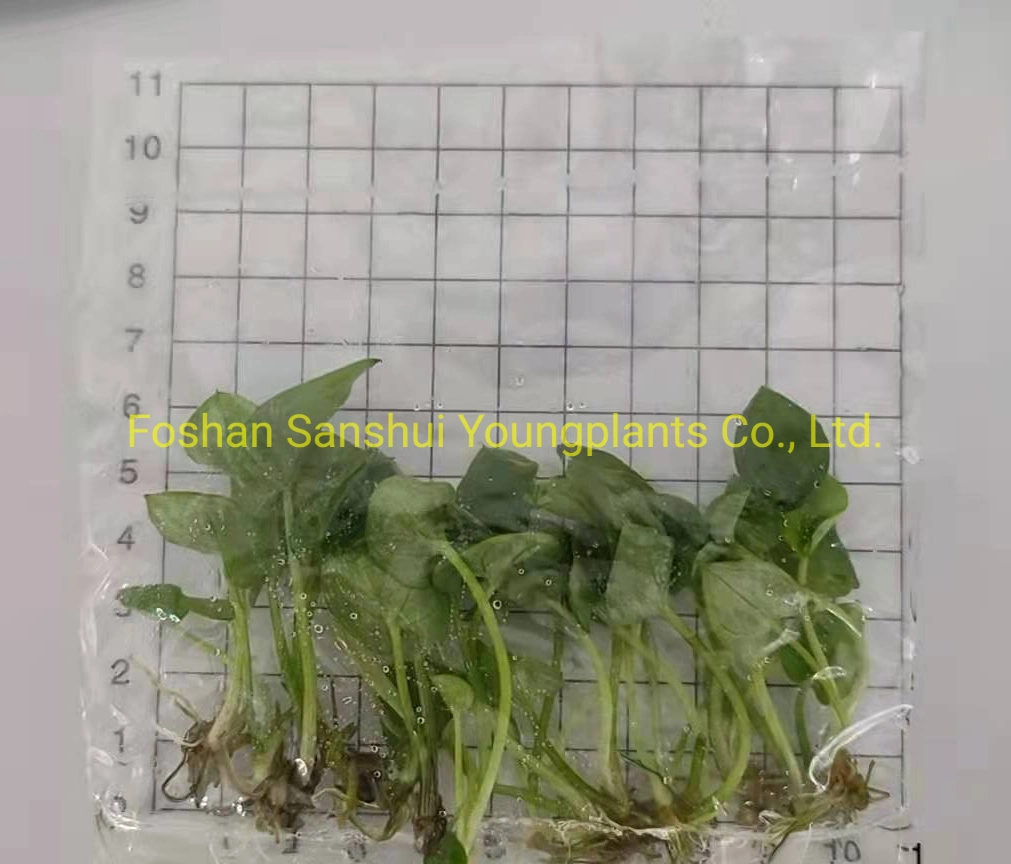 Caladium Tray Tissue Culture Invitro Seedlings