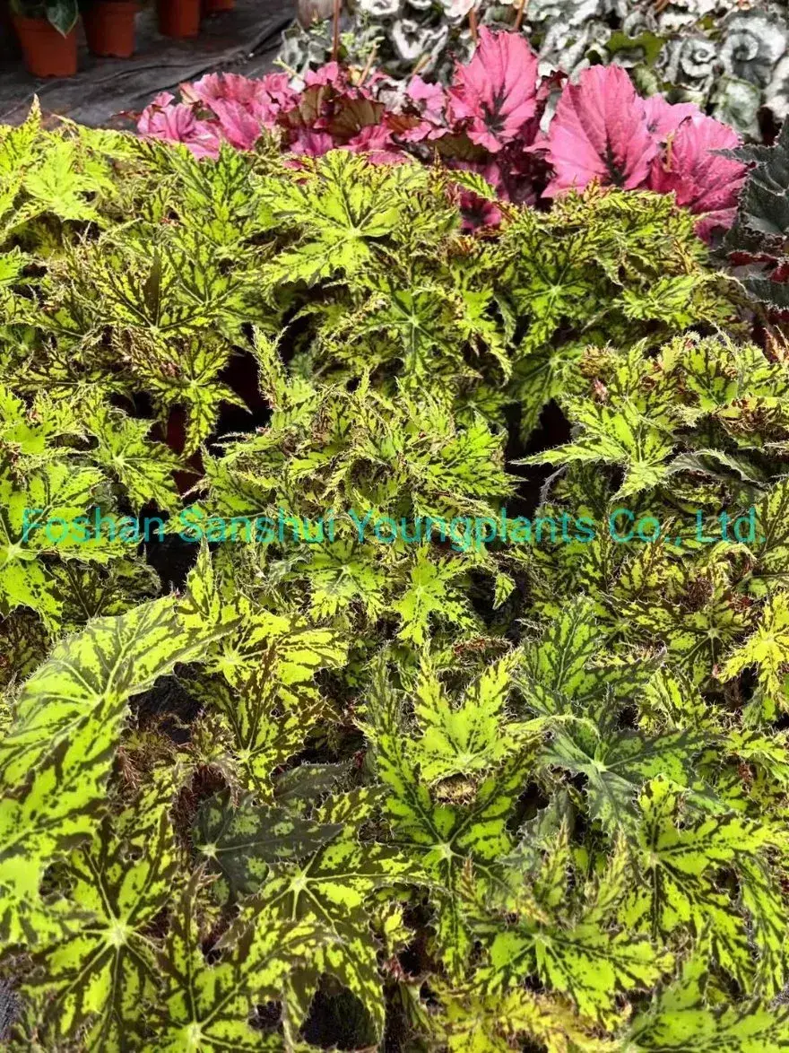 Begonia Geomitry Special Foliage & Flower Plant - Wholesale from China 2