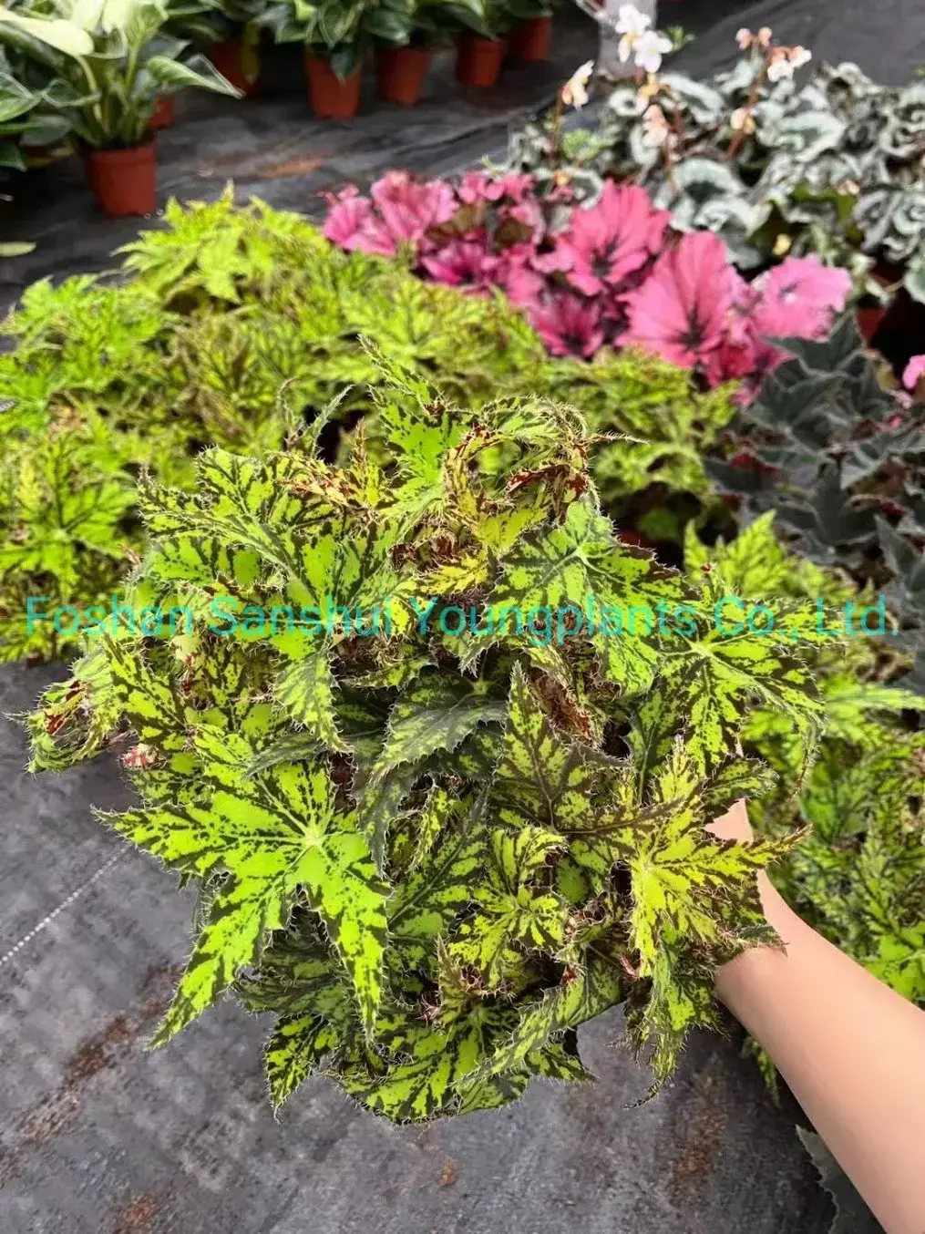 Begonia Geomitry Special Foliage & Flower Plant - Wholesale from China 4
