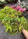 Begonia Geomitry Special Foliage & Flower Plant - Wholesale from China 4