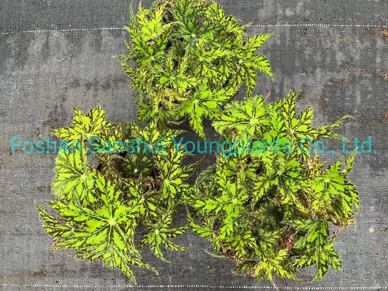 Begonia Geomitry Special Foliage & Flower Plant - Wholesale from China 6