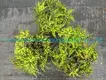 Begonia Geomitry Special Foliage & Flower Plant - Wholesale from China 6