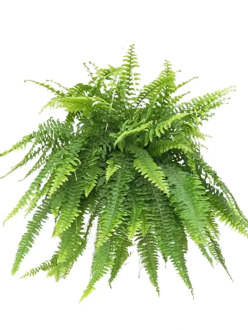 Foshan Youngplants - Nephrolepis Fern Hongkong Tray Plug Young Indoor Gardening Plant Fern 1