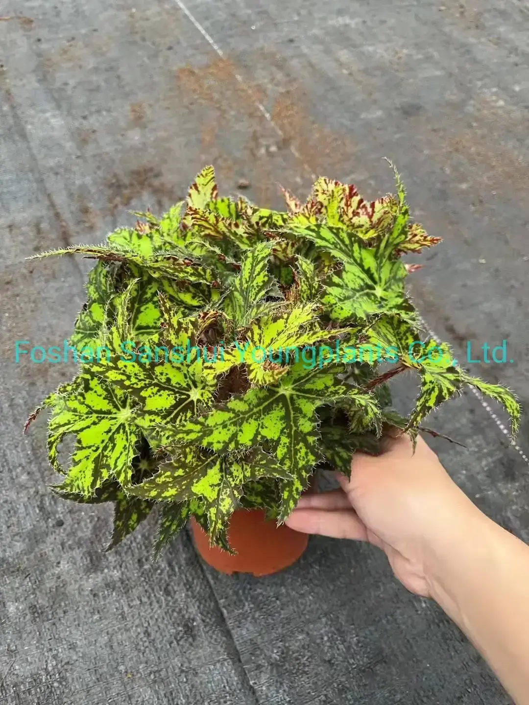 Begonia Geomitry Special Foliage & Flower Plant - Wholesale from China 5