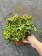 Begonia Geomitry Special Foliage & Flower Plant - Wholesale from China 5