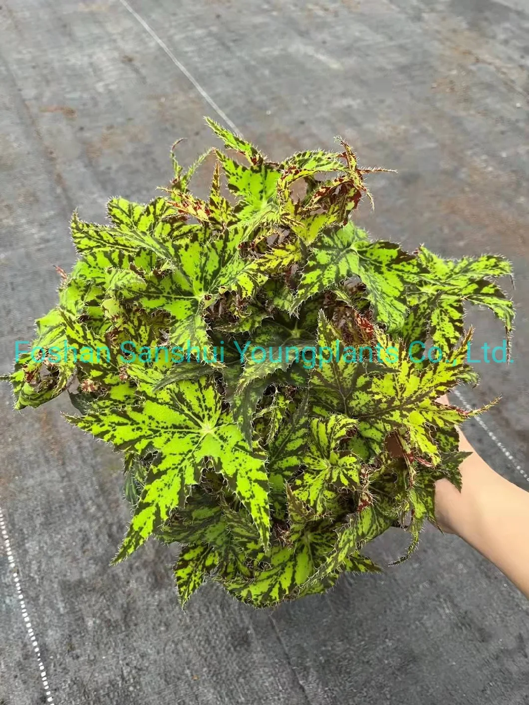 Begonia Geomitry Special Foliage and Flower Plant Wholesale and Import From China