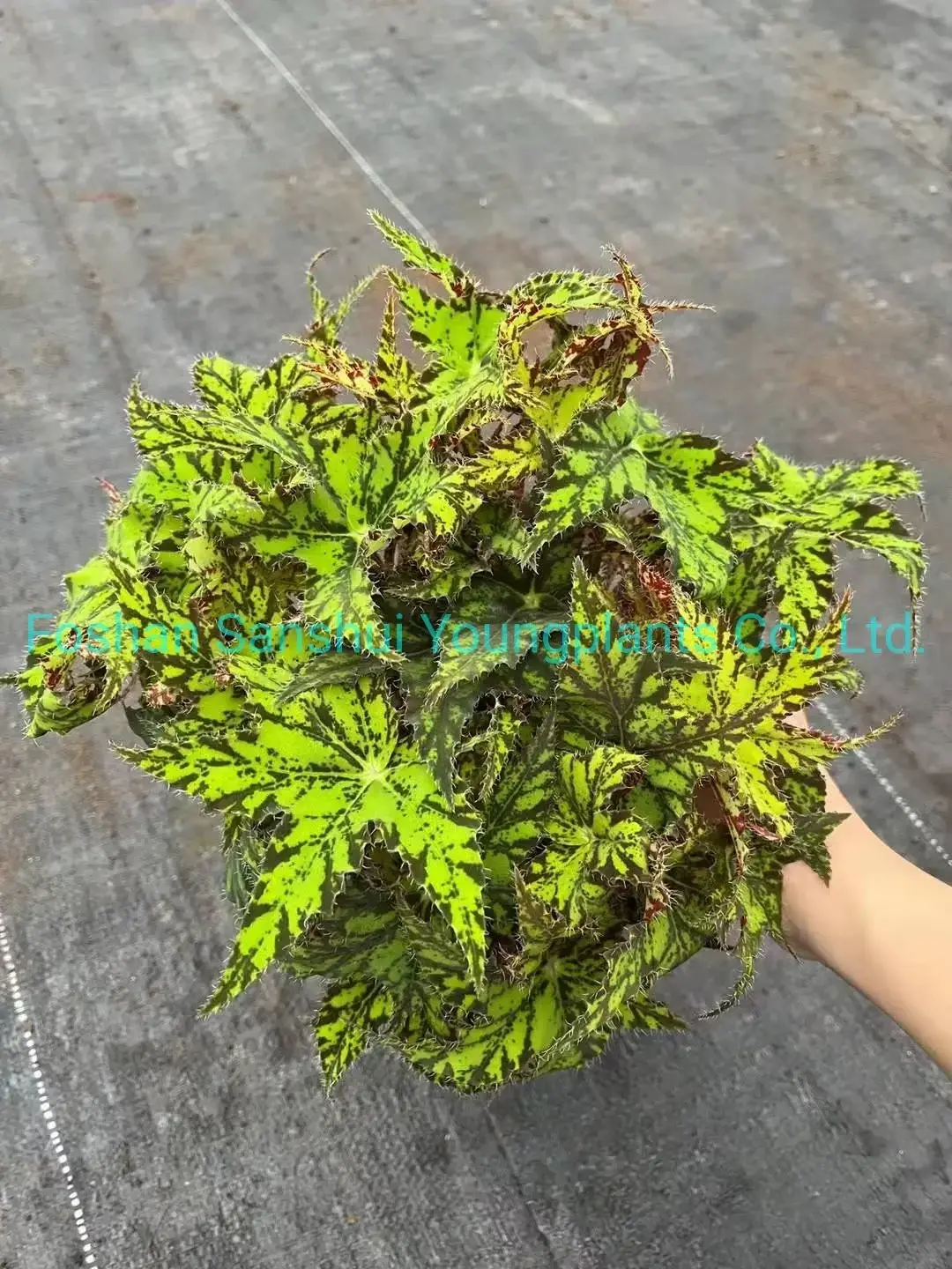 Begonia Geomitry Special Foliage & Flower Plant - Wholesale from China 3