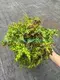 Begonia Geomitry Special Foliage & Flower Plant - Wholesale from China 3