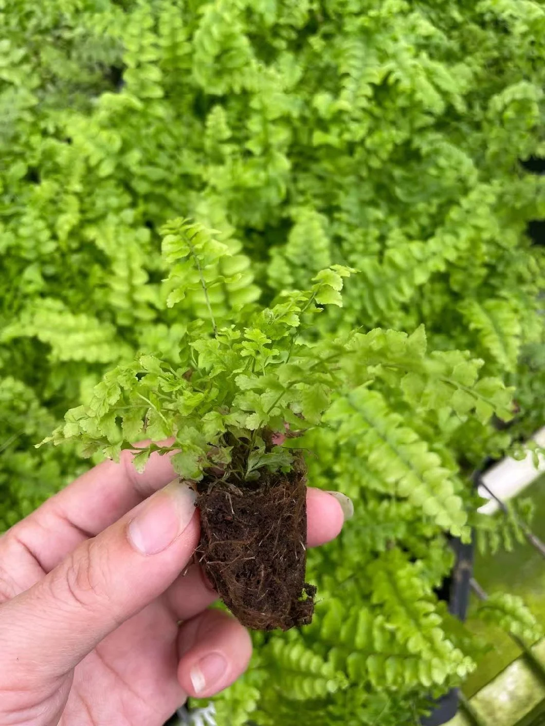 Nephrolepis Fern Hongkong Tray Plug Young Indoor Gardening Plant