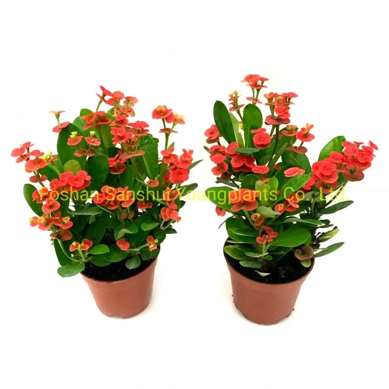 Foshan Youngplants - Aphelandra Squarrosa Dania Indoor Flower Plant New Year Gift Woody&Shrubs 1