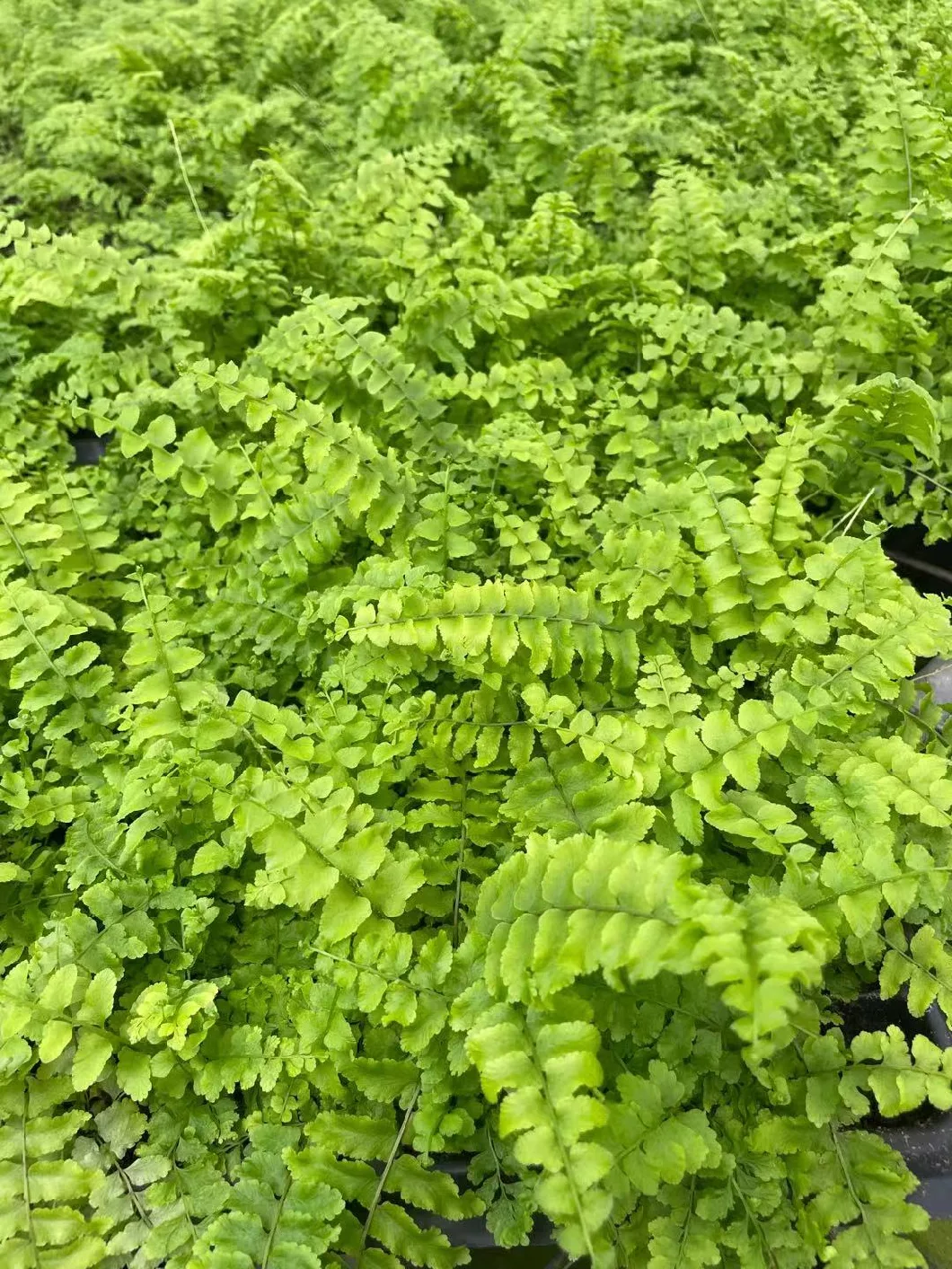 Nephrolepis Fern Hongkong Tray Plug Young Indoor Gardening Plant