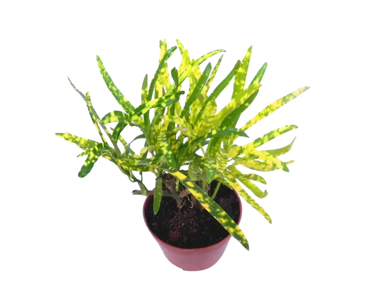 Foshan Youngplants - Codiaeum Variegatum Golden Star Bonsai Tray Natural Live Indoor Plant Woody&Shrubs 1