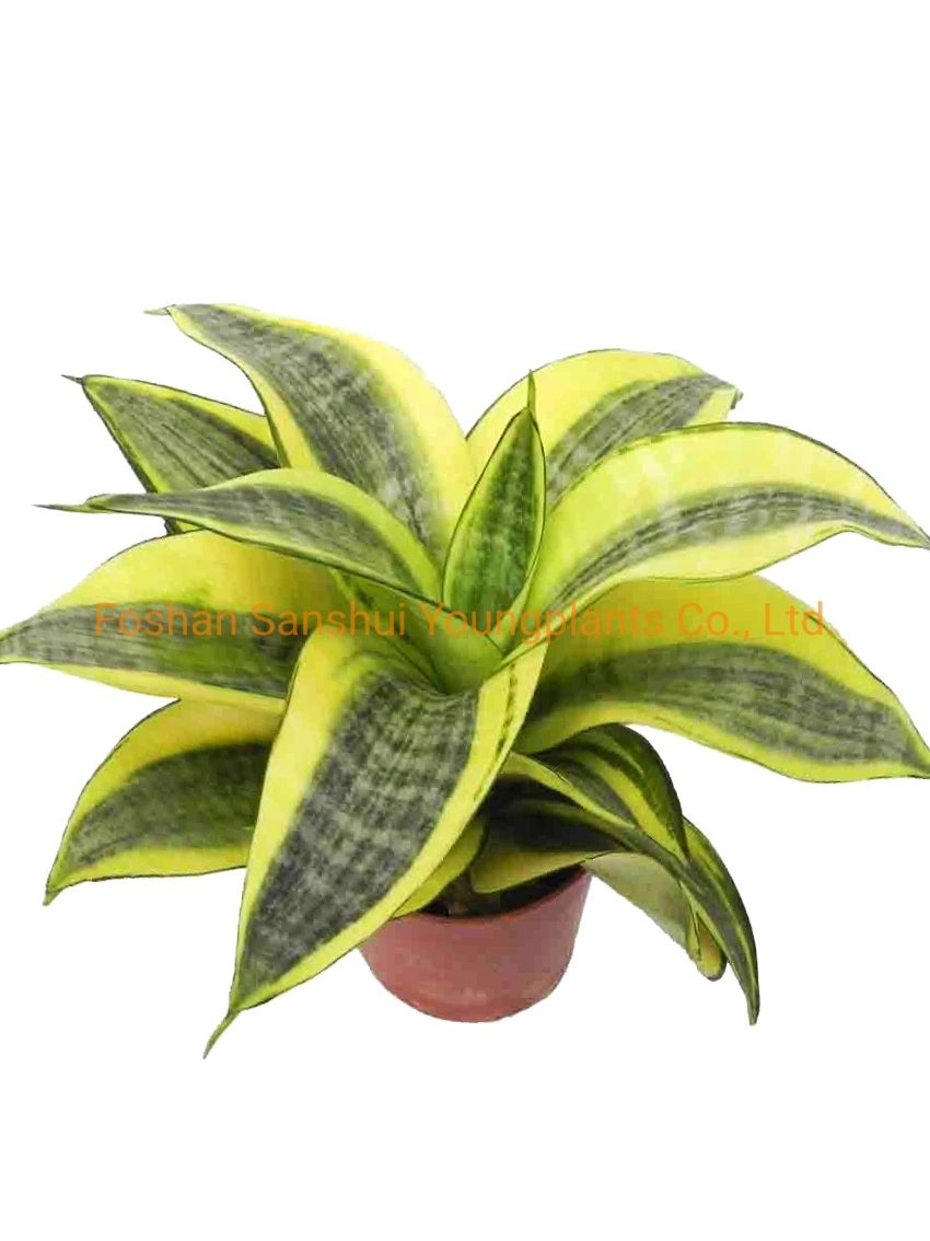 Sansevieria Golden Hahnii Bonsai Different Sizes Indoor Outdoor Live Plant