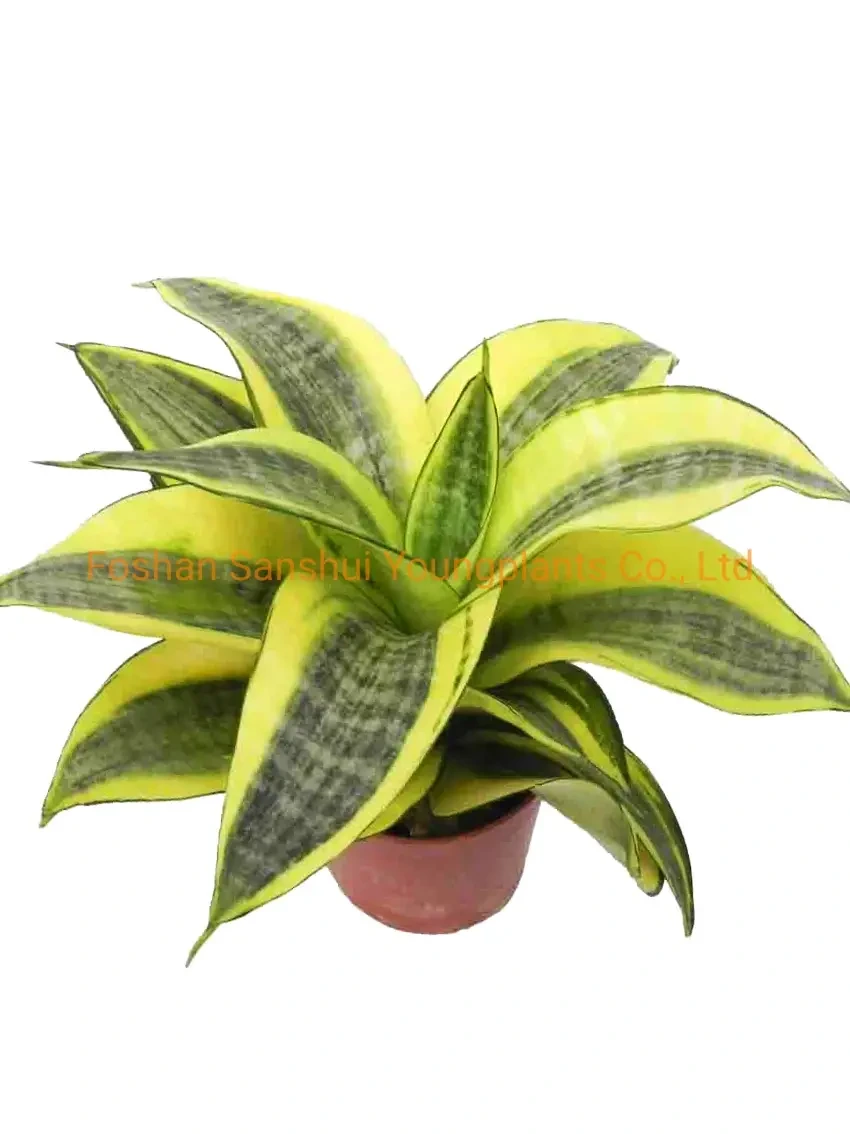 Foshan Youngplants - Sansevieria Golden Hahnii Bonsai Different Sizes Indoor Outdoor Live Plant Sansevieria 1