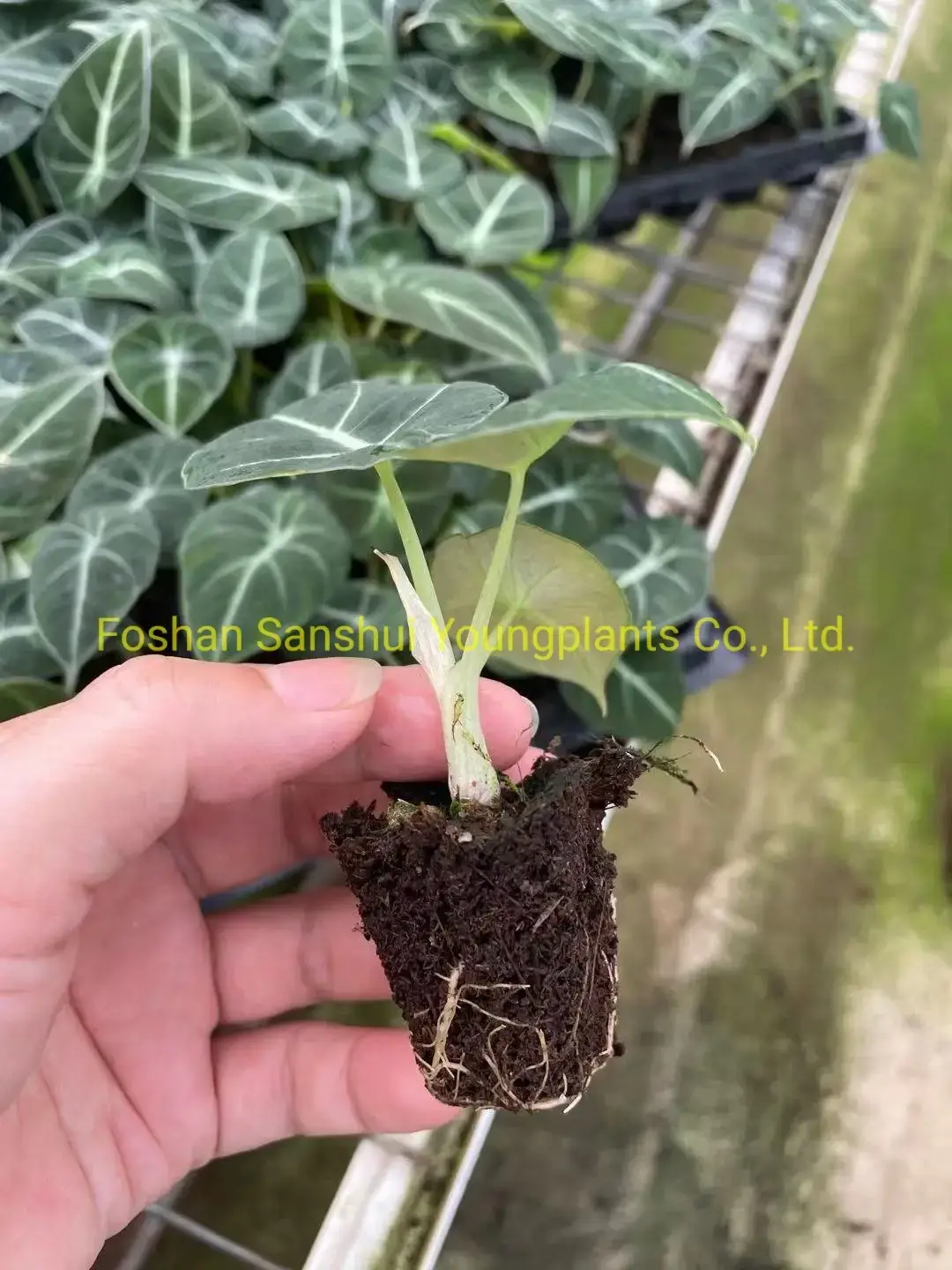  alocasia black stem  | Youngplants 2