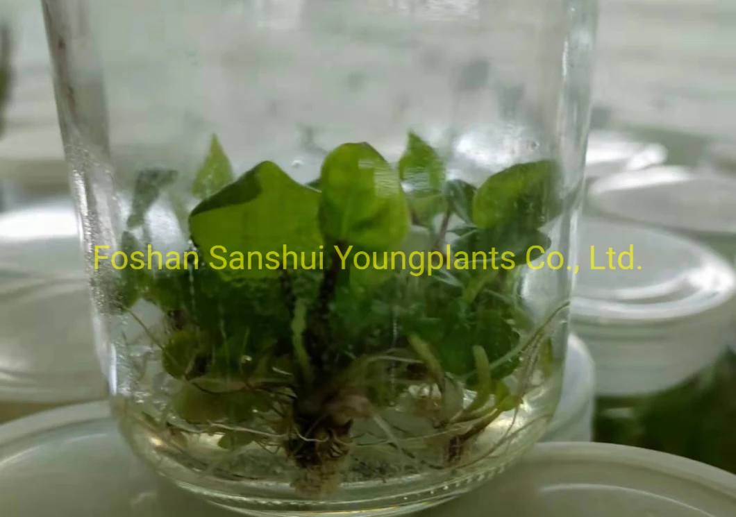 Caladium Tissue Culture Lab Tray Plug Natural Live Plant