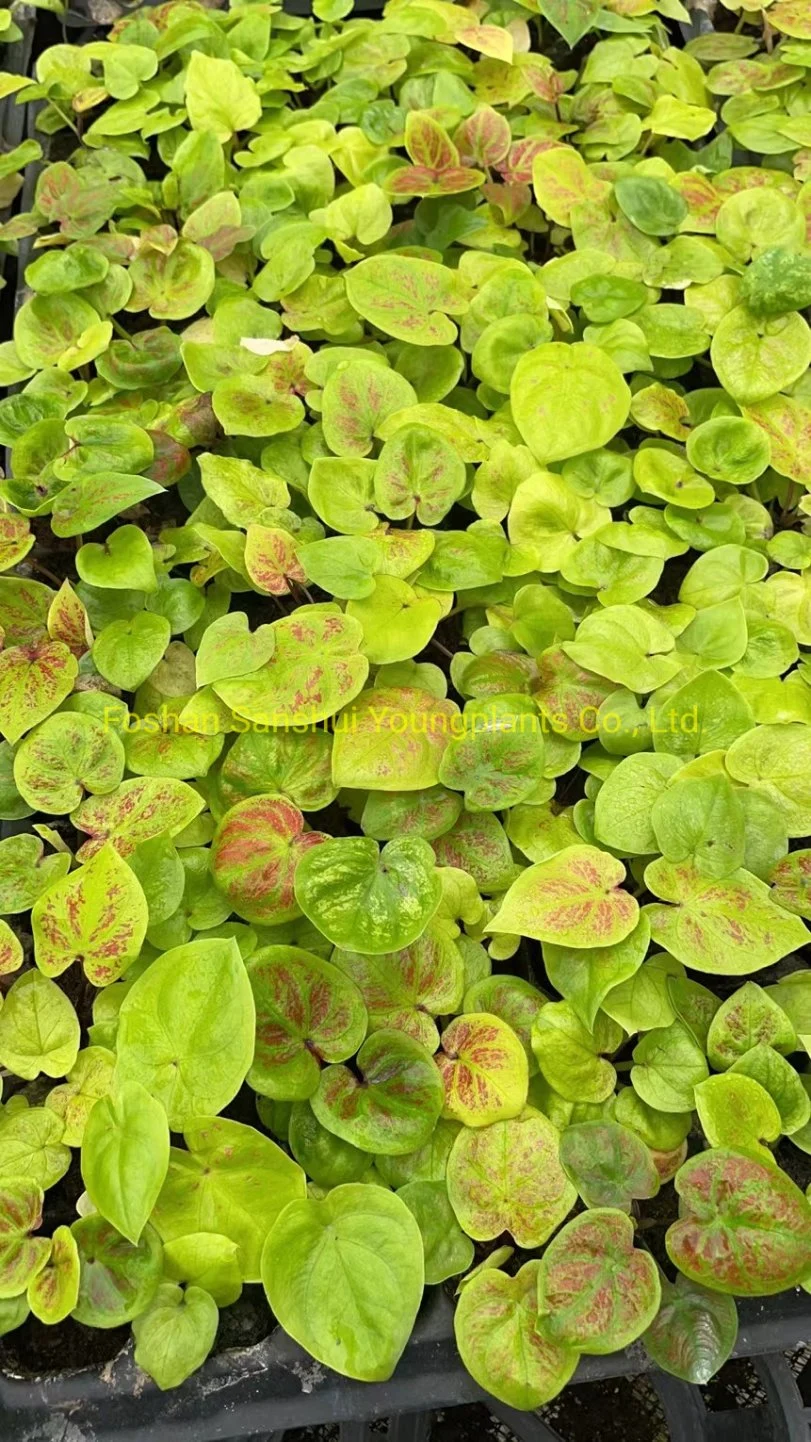 Caladium Tissue Culture Lab Tray Plug Natural Live Plant