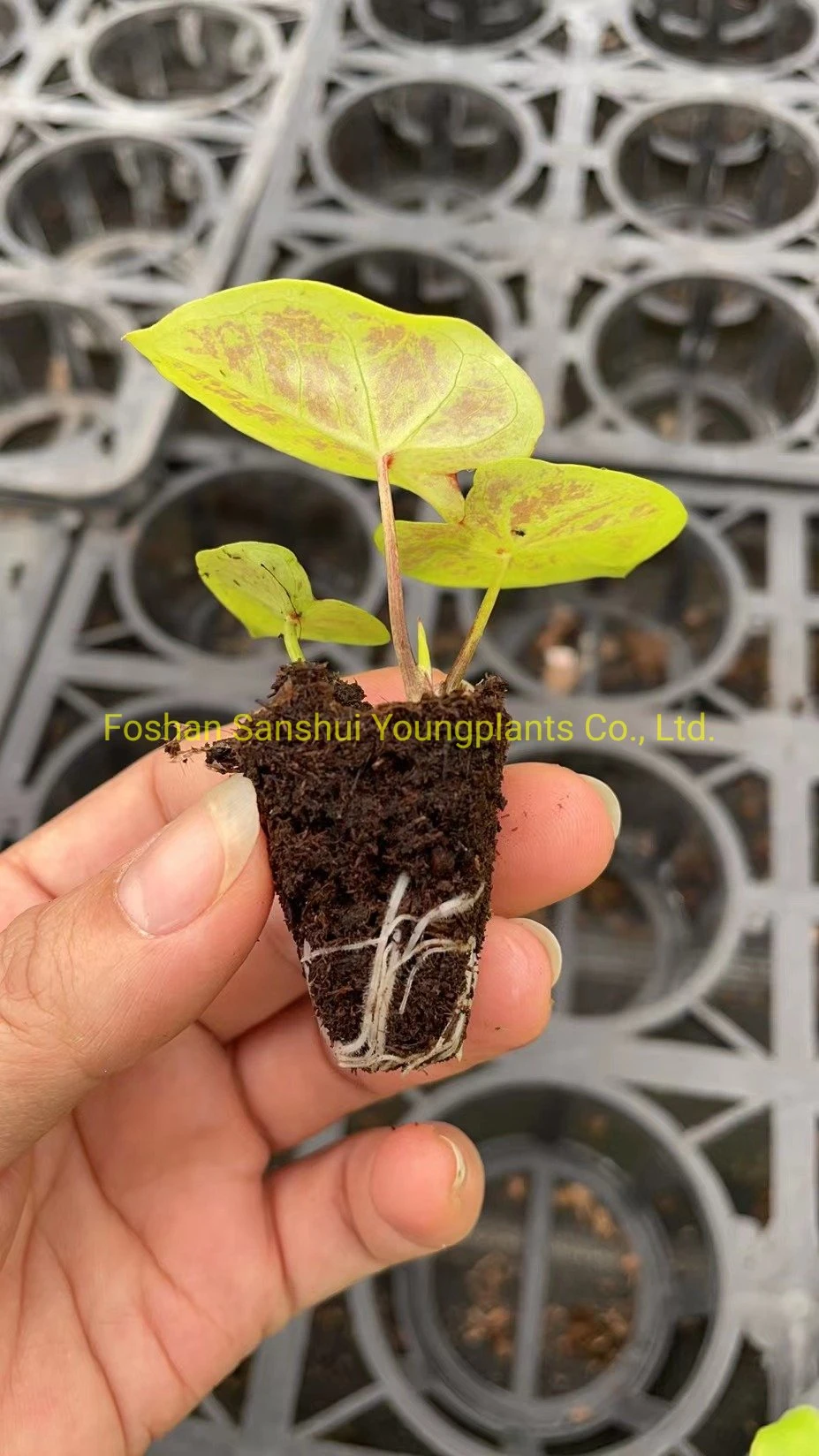 Caladium Tissue Culture Lab Tray Plug Natural Live Plant