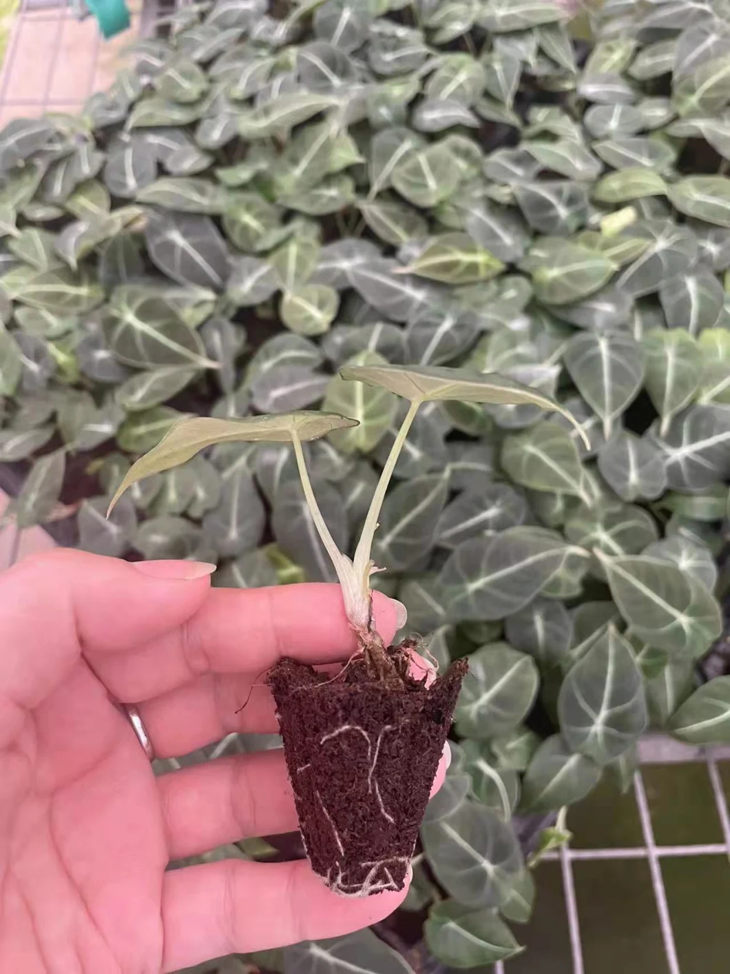 Alocasia Black Velvet Fluffy Foliage Live Tissue Culture Plug Tray Plant