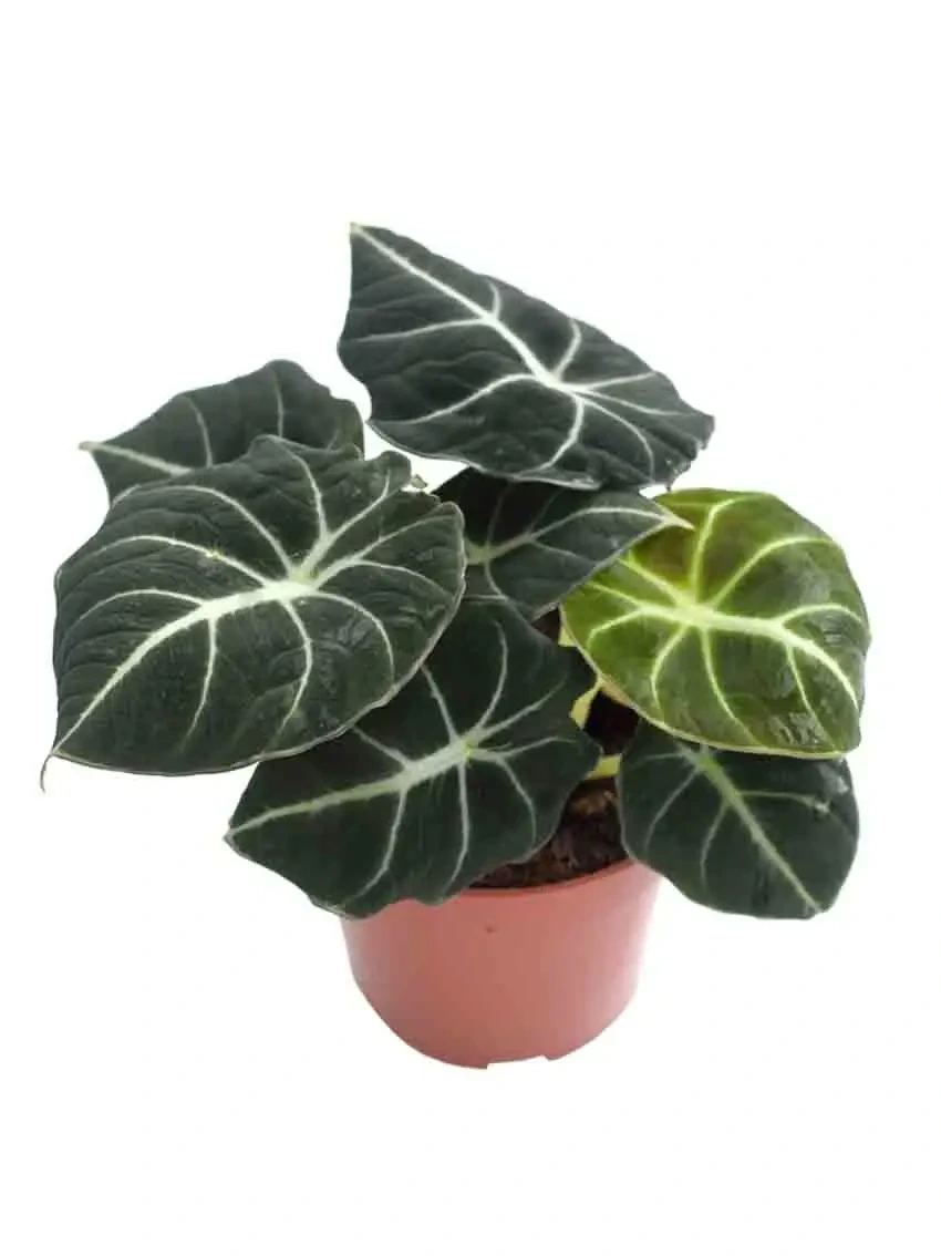 Foshan Youngplants - Alocasia Black Velvet Fluffy Foliage Live Tissue Culture Plug Tray Plant Others Alocasia 1