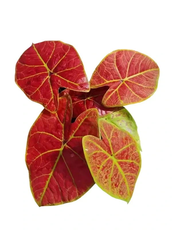 Foshan Youngplants - Caladium Tissue Culture Lab Tray Plug Natural Live Plant Caladium 1