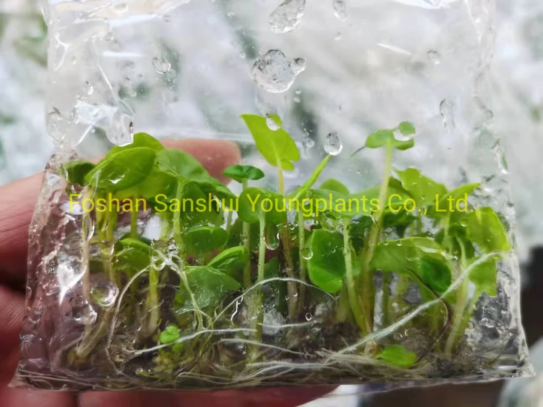 Caladium Tissue Culture Lab Tray Plug Natural Live Plant