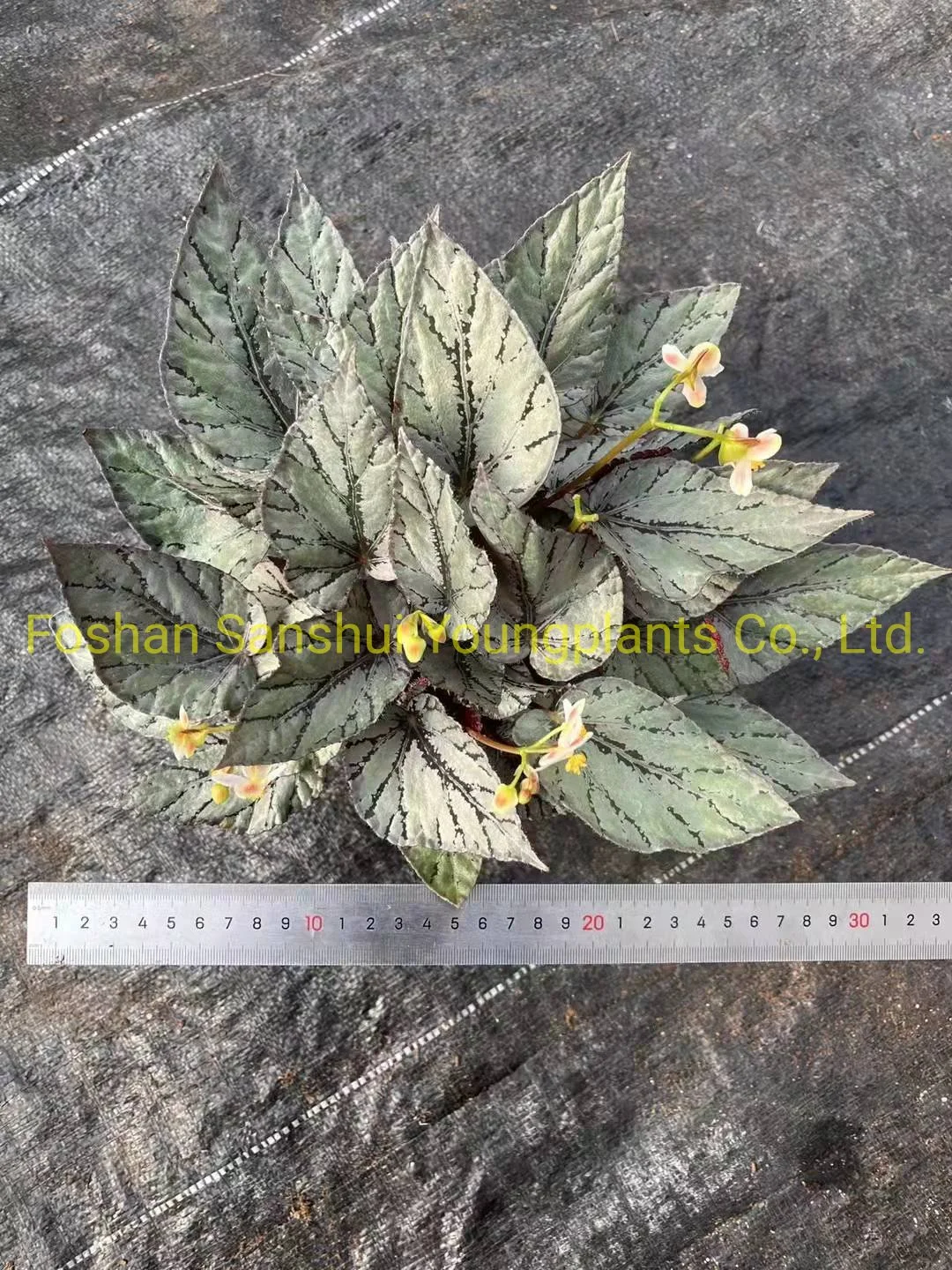 How To Own aglaonema leaves turning brown For Free