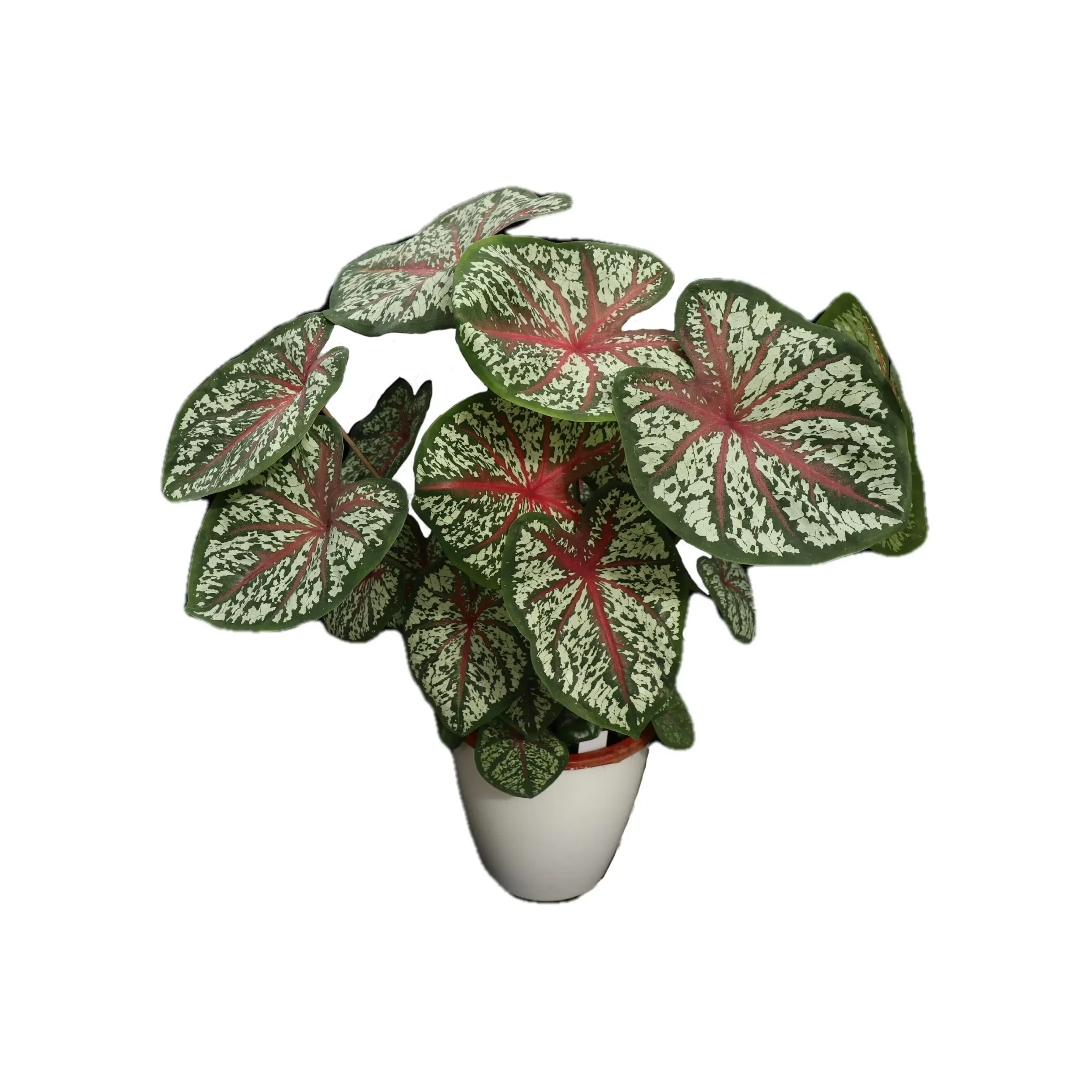 Foshan Youngplants - Caladium Tissue Culture Invitro Tray Plug Plant Import Wholesale From China Caladium 1