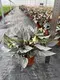 Begonia Rex Arctic Breeze: Imported from China 2
