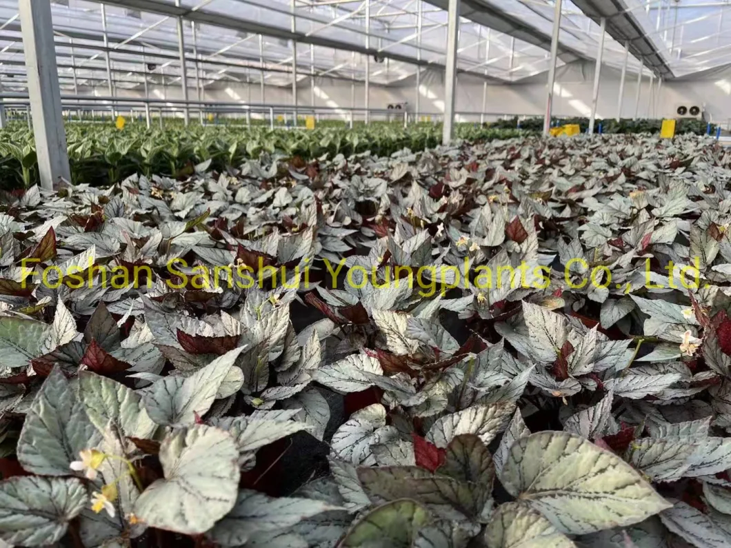 Begonia Rex Arctic Breeze Natural Plants Flower and Foliage Import From China
