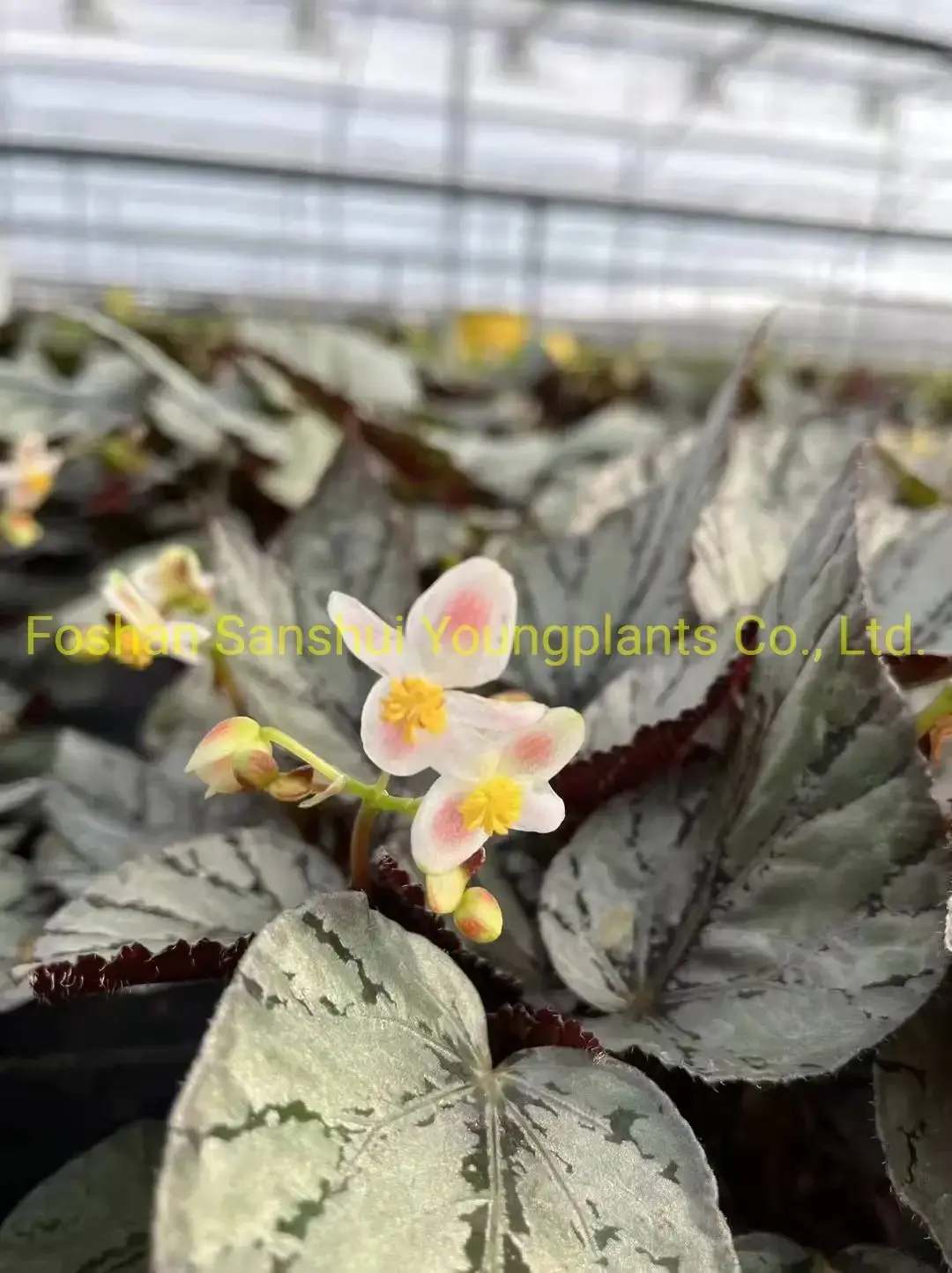 Begonia Rex Arctic Breeze: Imported from China 5