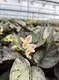Begonia Rex Arctic Breeze: Imported from China 5