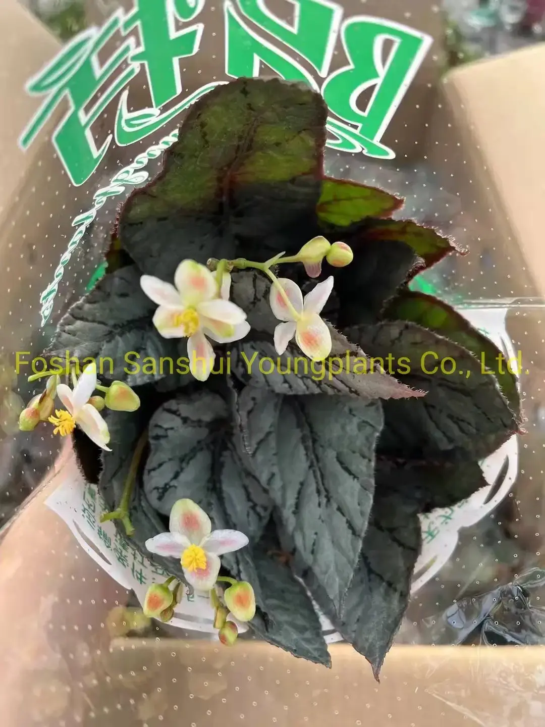 Begonia Rex Arctic Breeze: Imported from China 3
