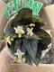 Begonia Rex Arctic Breeze: Imported from China 3