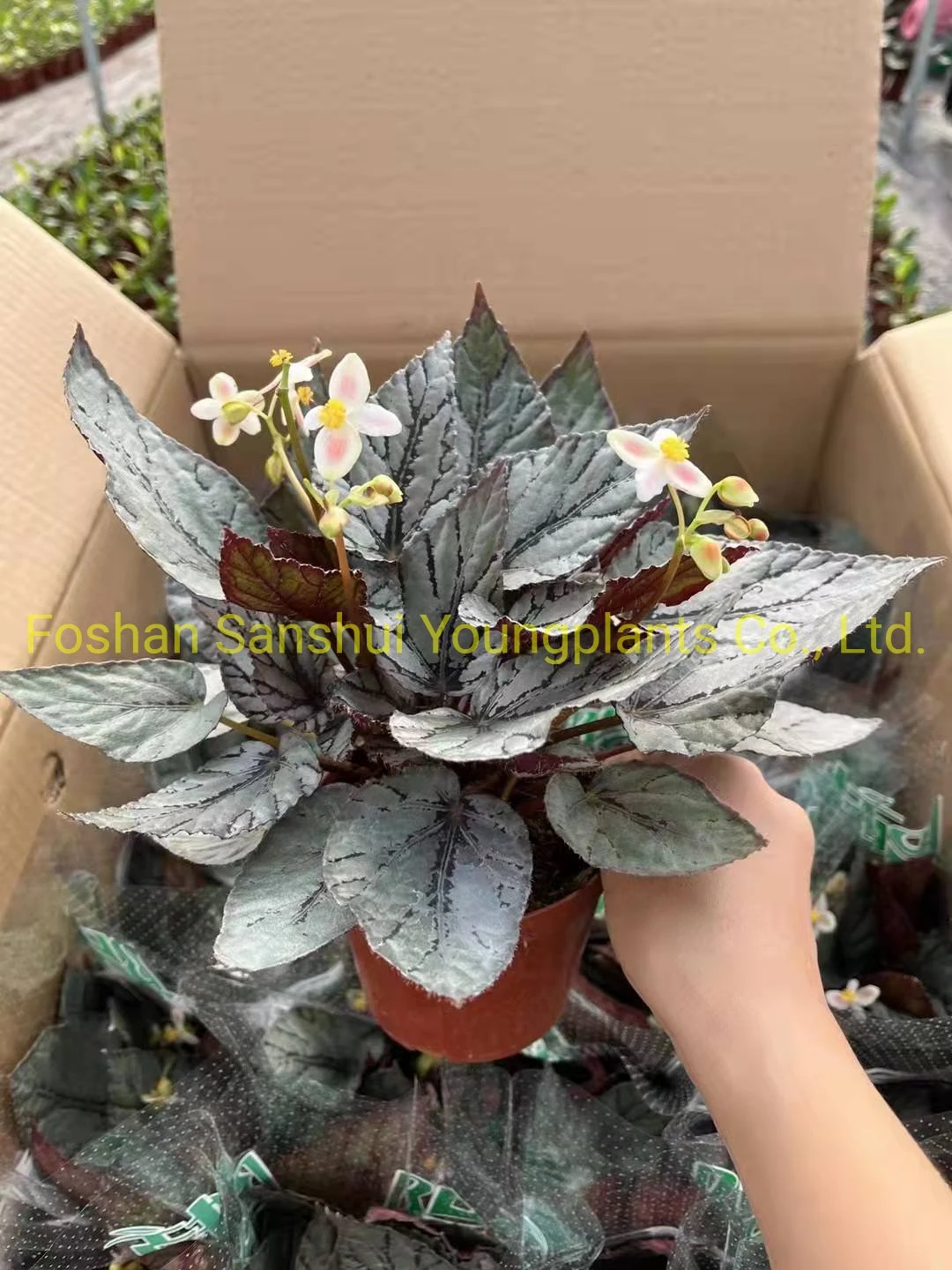 Youngplants | Hot-Sale begonia rex Manufacturers 7