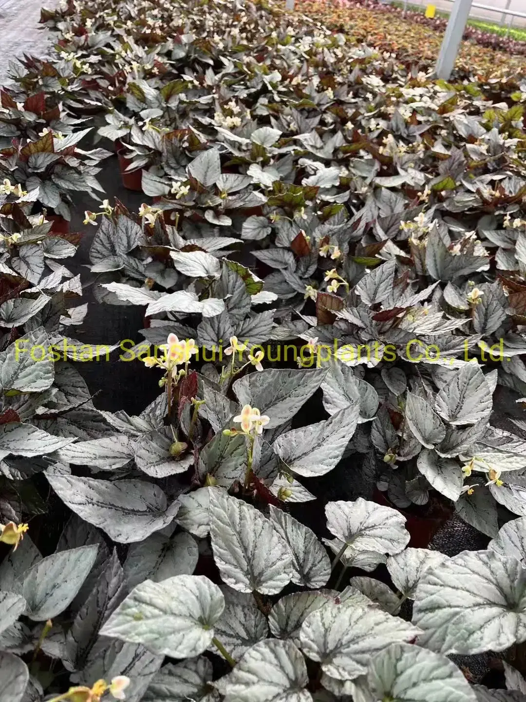 Begonia Rex Arctic Breeze: Imported from China 6