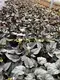Begonia Rex Arctic Breeze: Imported from China 6