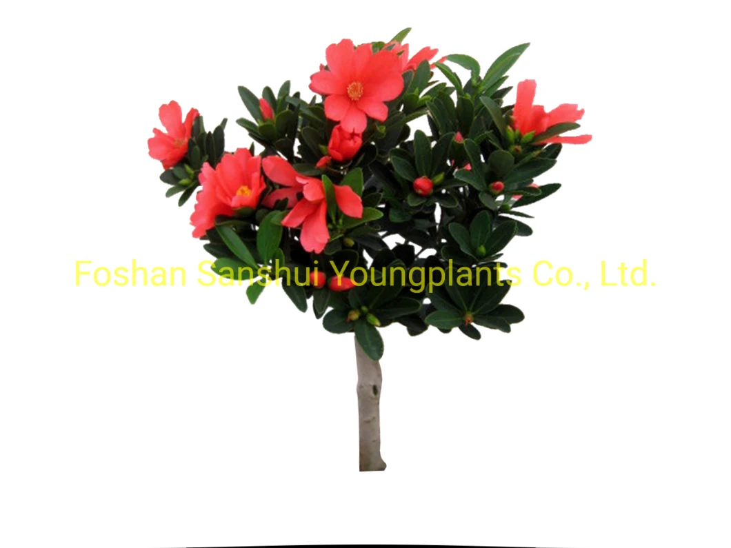 Camellia Azalea Red Flowers Import From China Live Gardening Plants