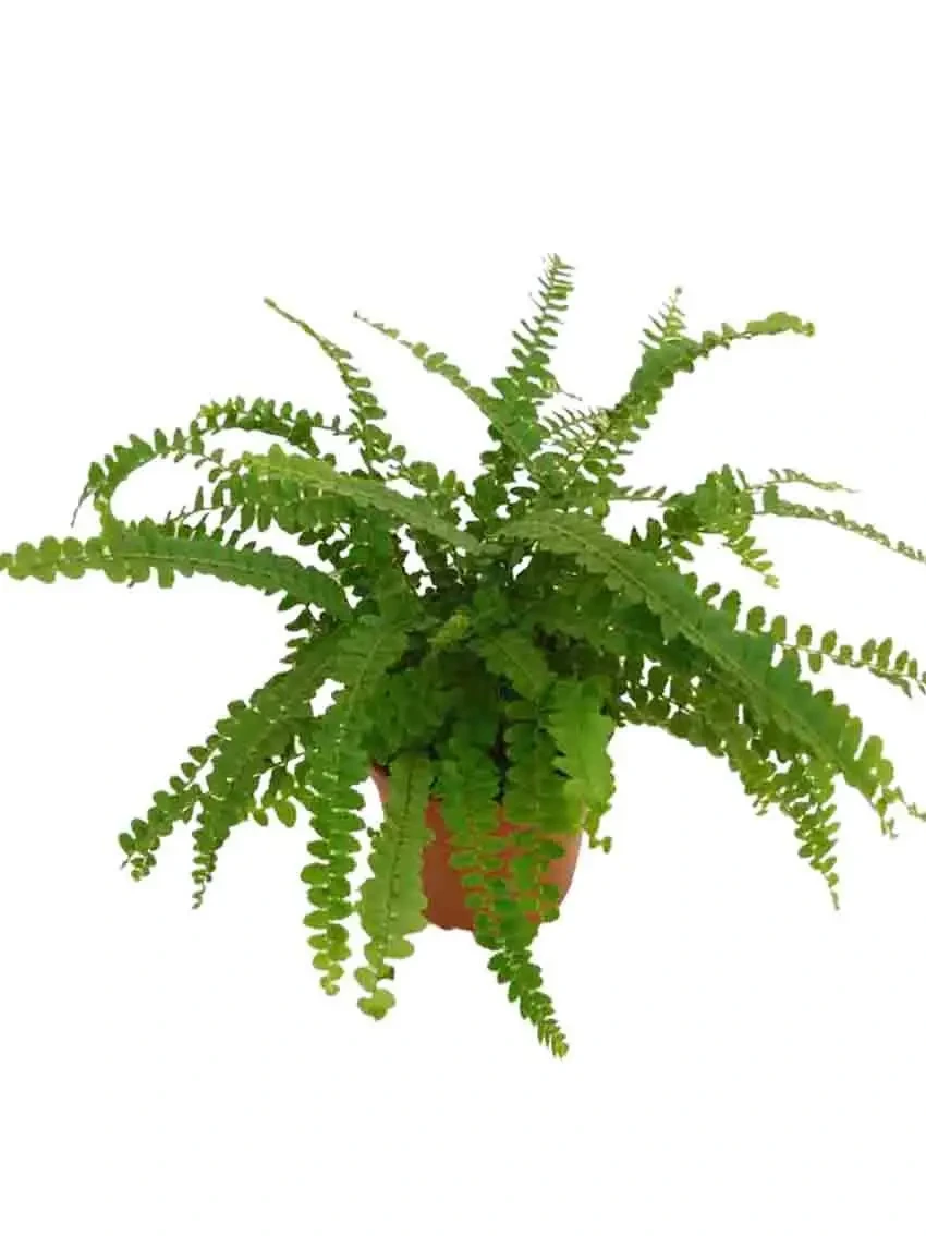 Foshan Youngplants - Fern Nephrolepis Tray Tissue Culture Indoor Live Plants Fern 1