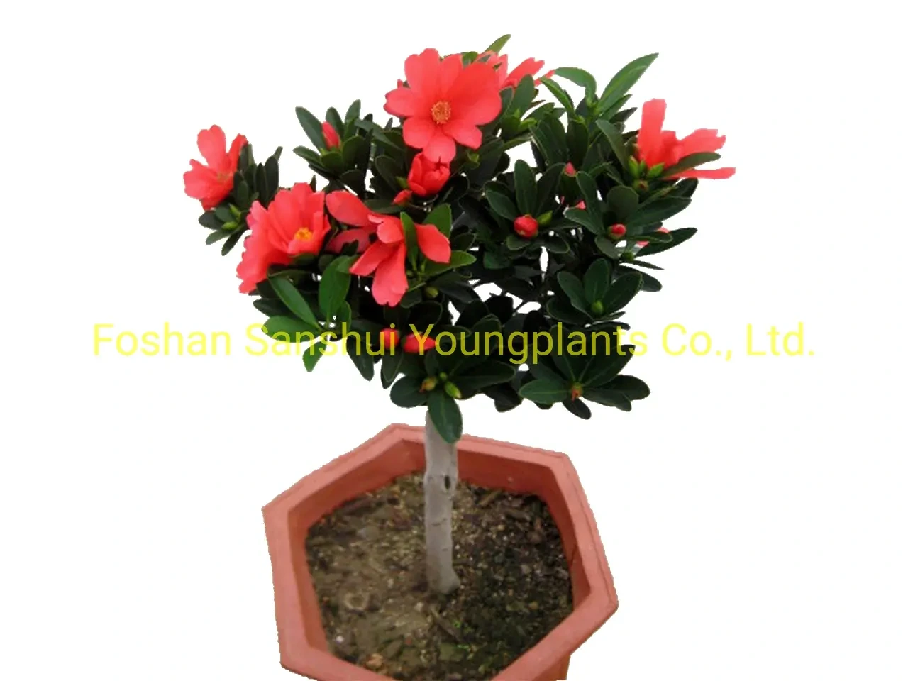 Foshan Youngplants - Camellia Azalea Red Flowers Import From China Live Gardening Plants Woody&Shrubs 1