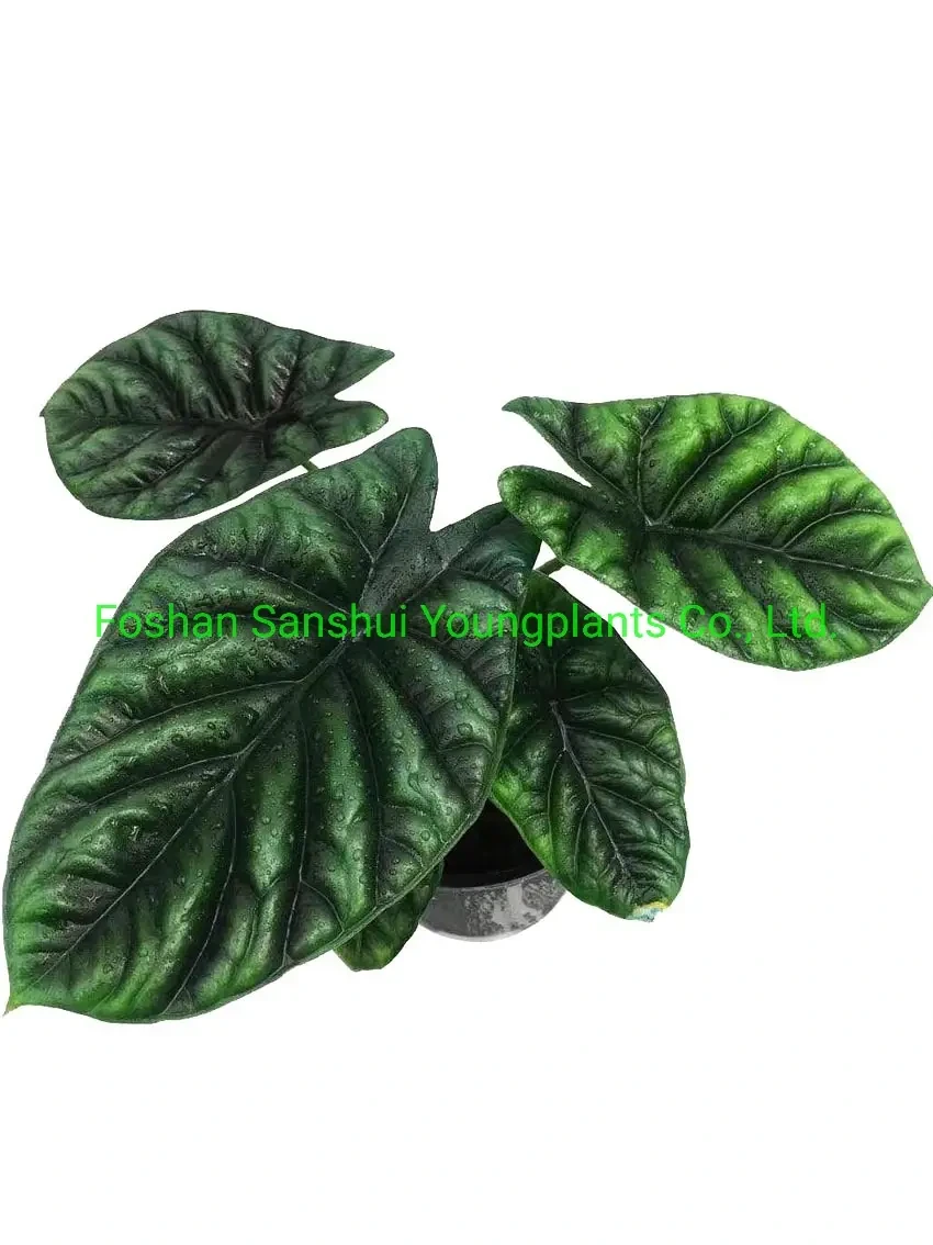 Foshan Youngplants - Tissue Culture Tray Natural Natural Young Live Bonsai Indoor Plants Seedlings Others Alocasia 1