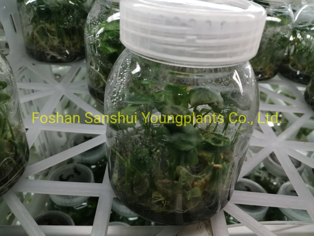 Tissue Culture Tray Natural Natural Young Live Bonsai Indoor Plants Seedlings