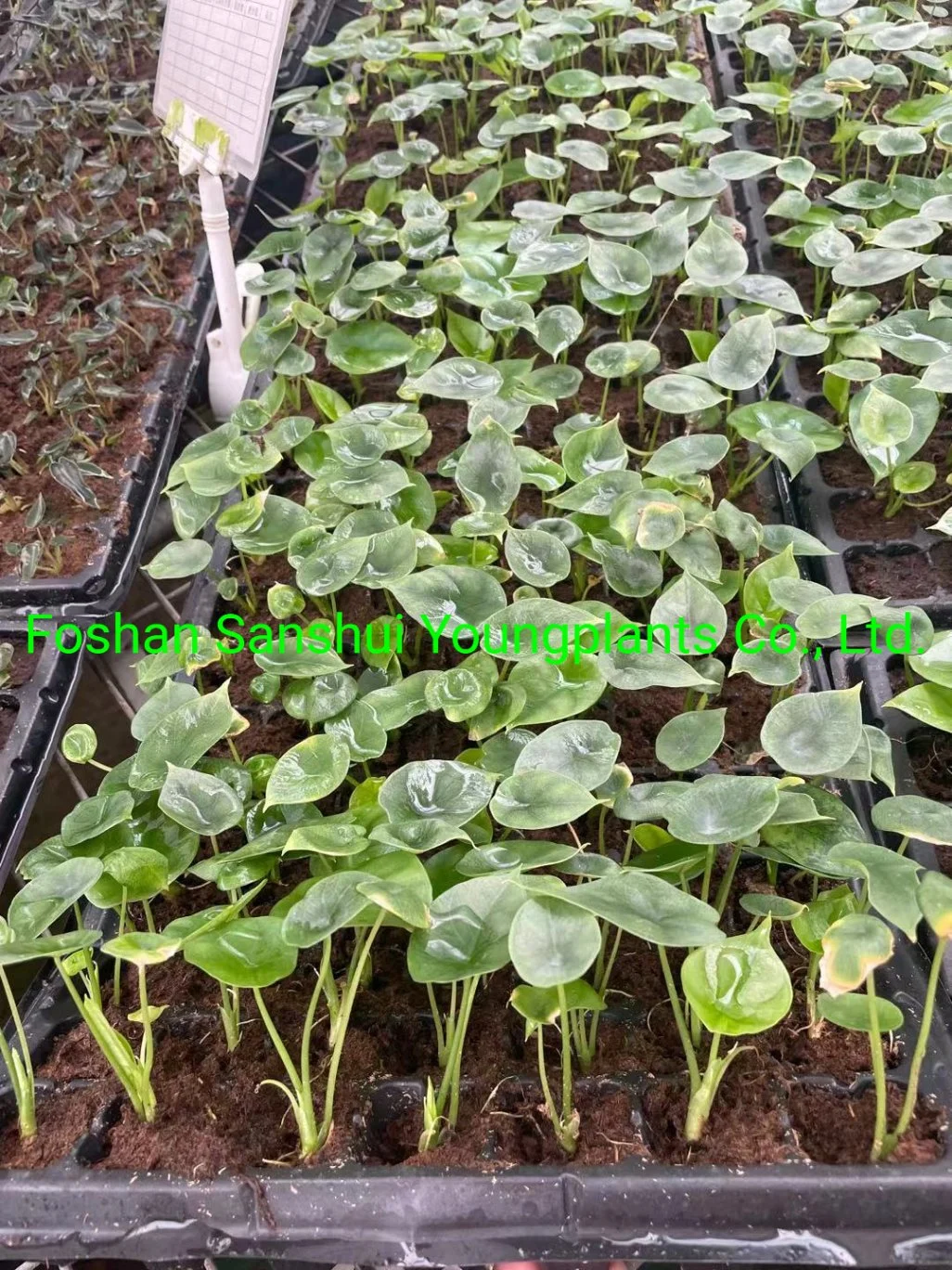 Tissue Culture Tray Natural Natural Young Live Bonsai Indoor Plants Seedlings