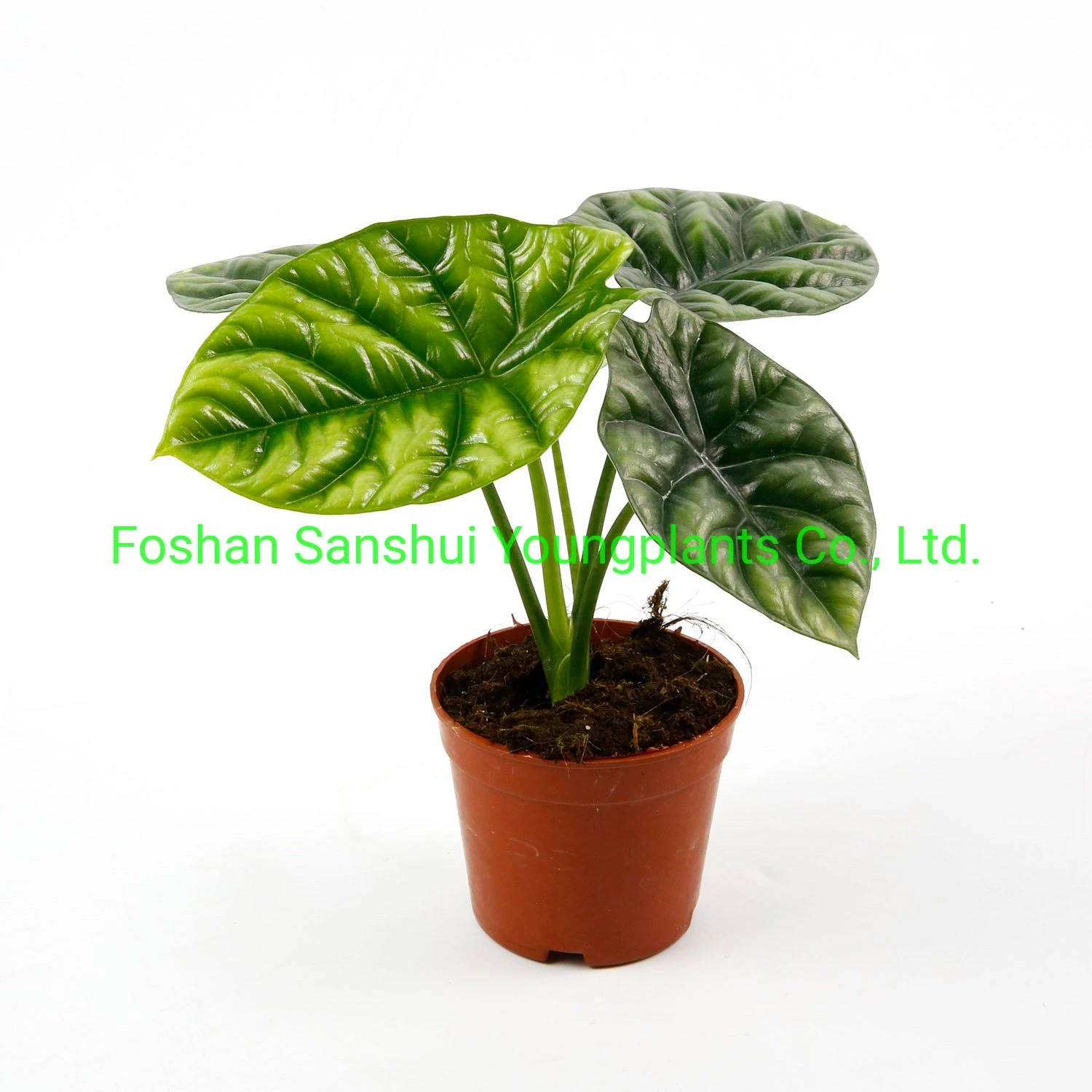 Youngplants | alocasia care 3