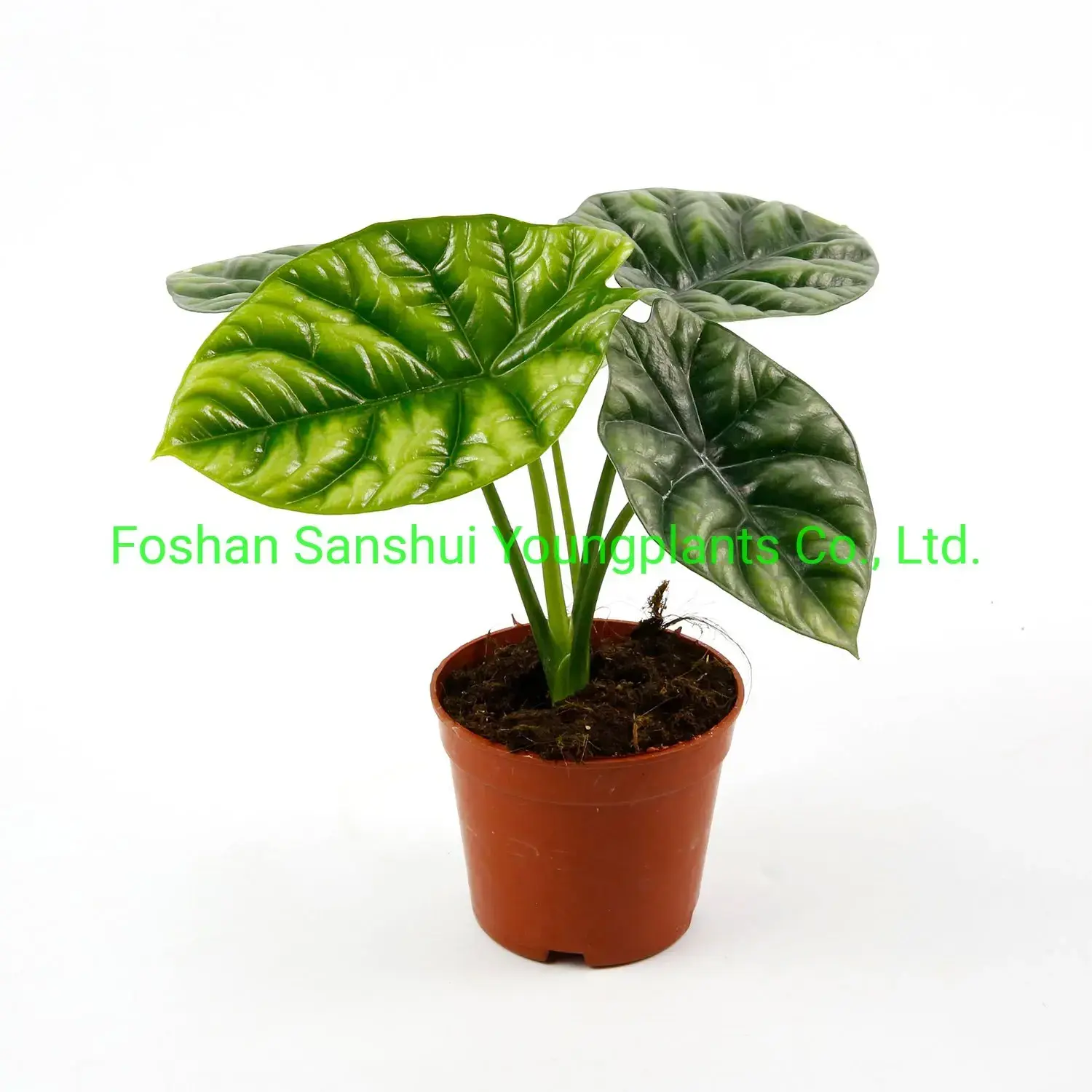 Natural Young Live Bonsai Tissue Cultured Tray for Alocasia Plant 2